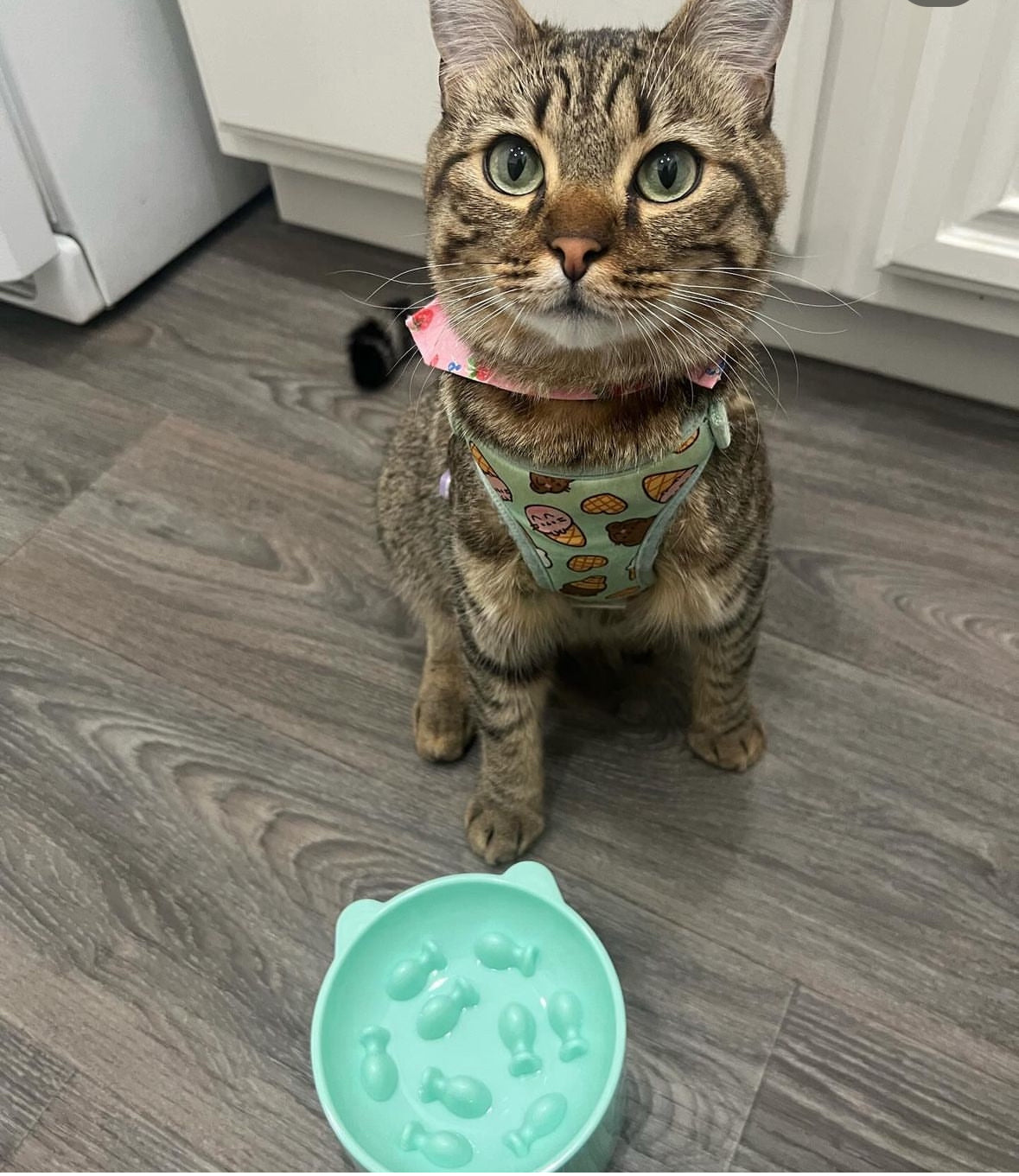 Cat Slow Feeder