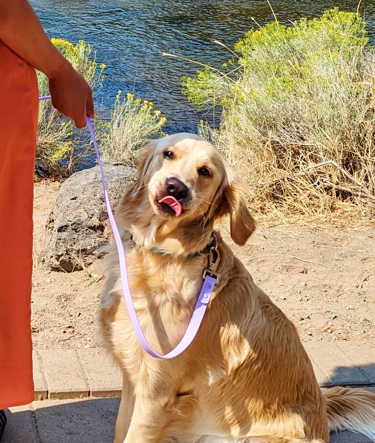 eco-friendly dog leashes