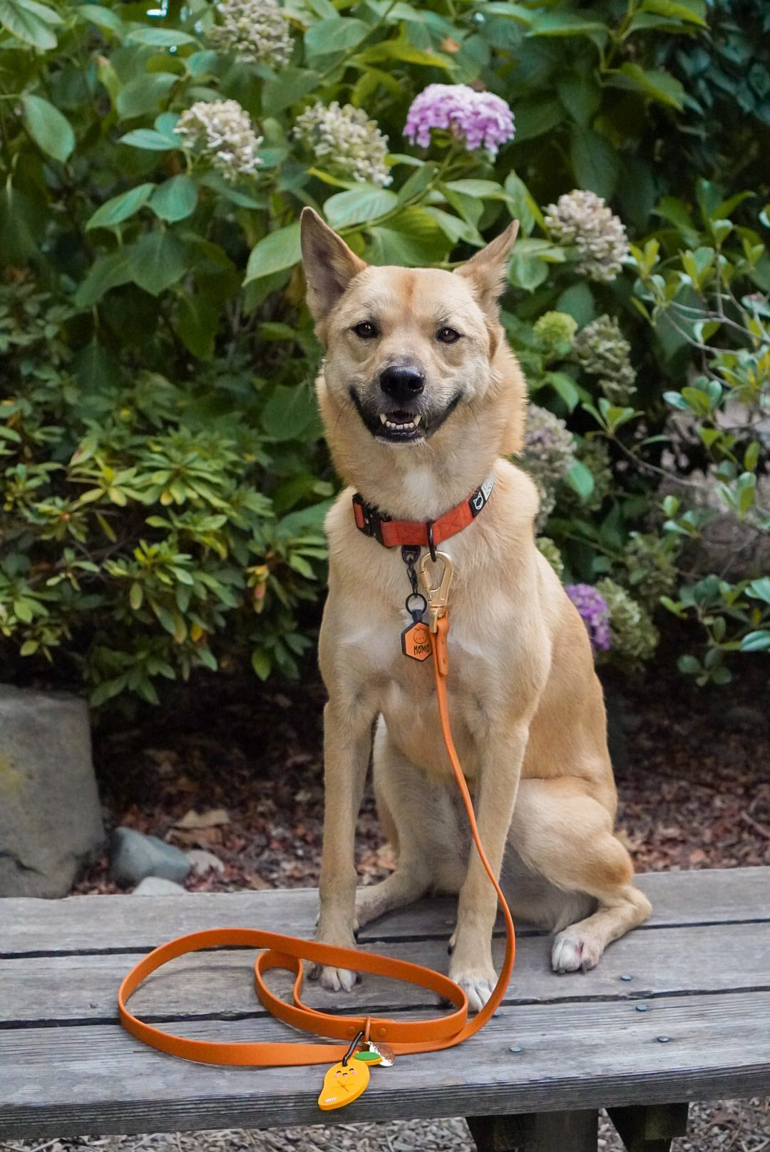 Pumpkin Waterproof Dog Leash