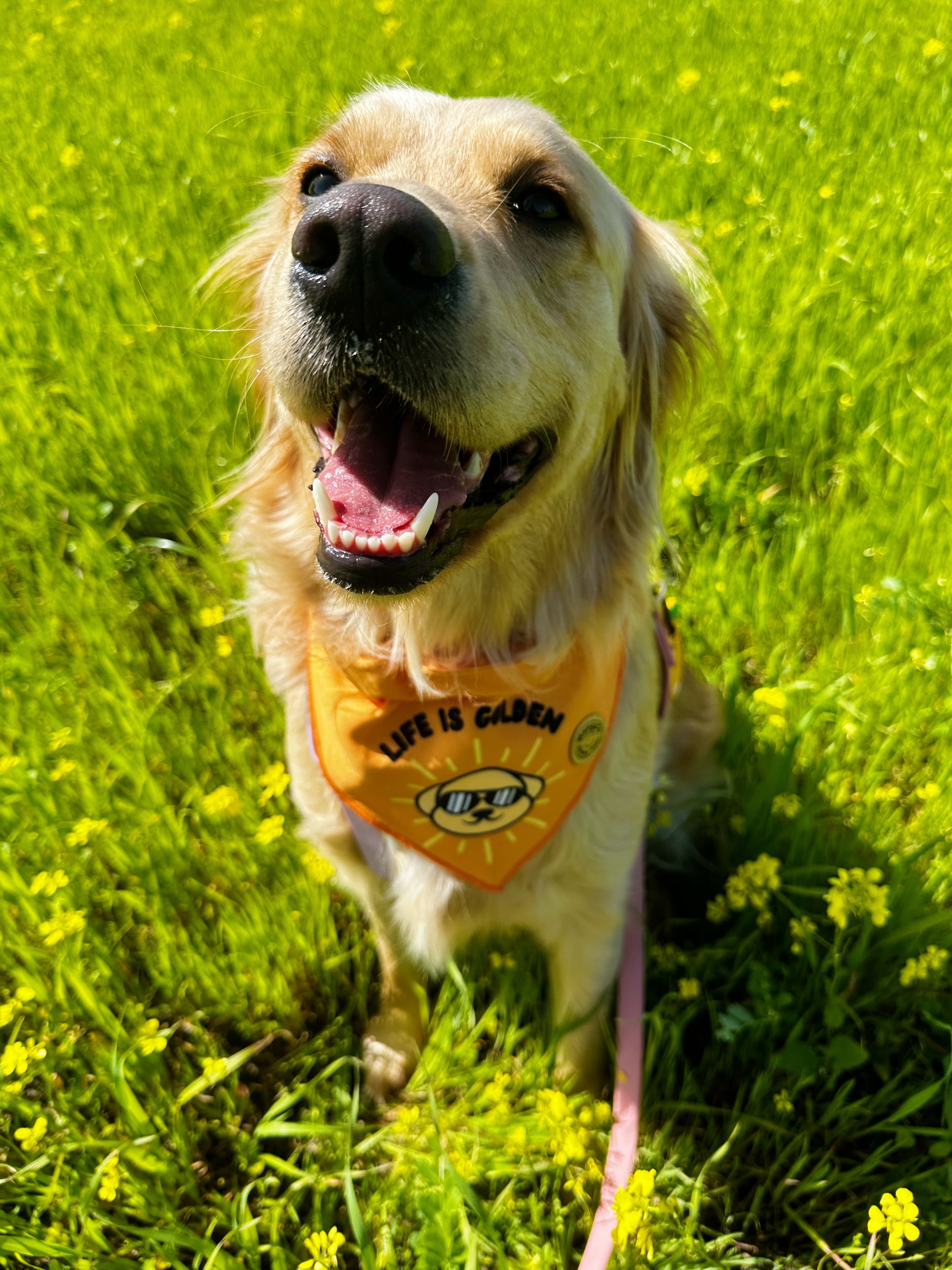 Life is Golden Over The Collar Dog Bandana