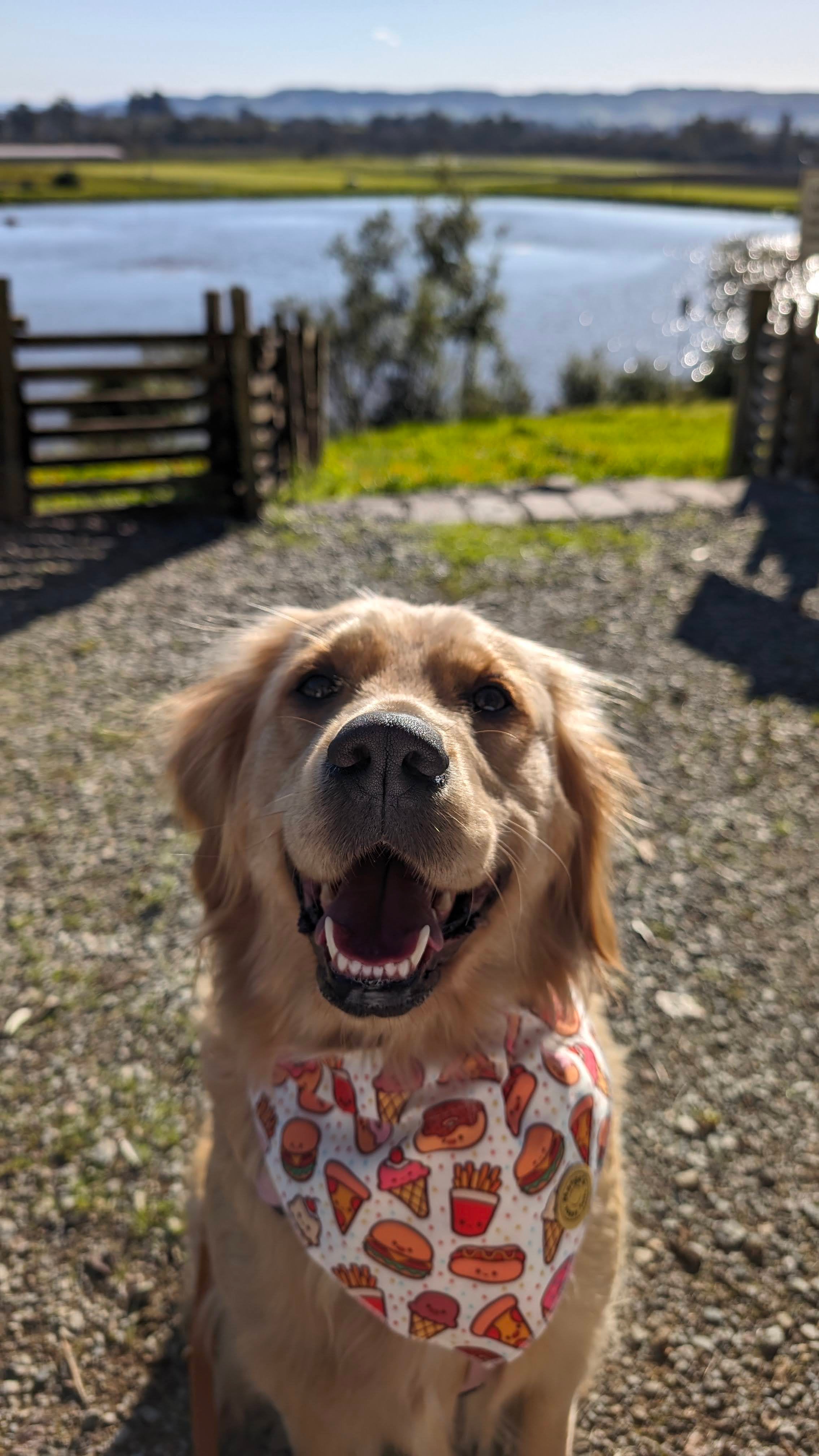 Foodie Friends Over The Collar Dog Bandana