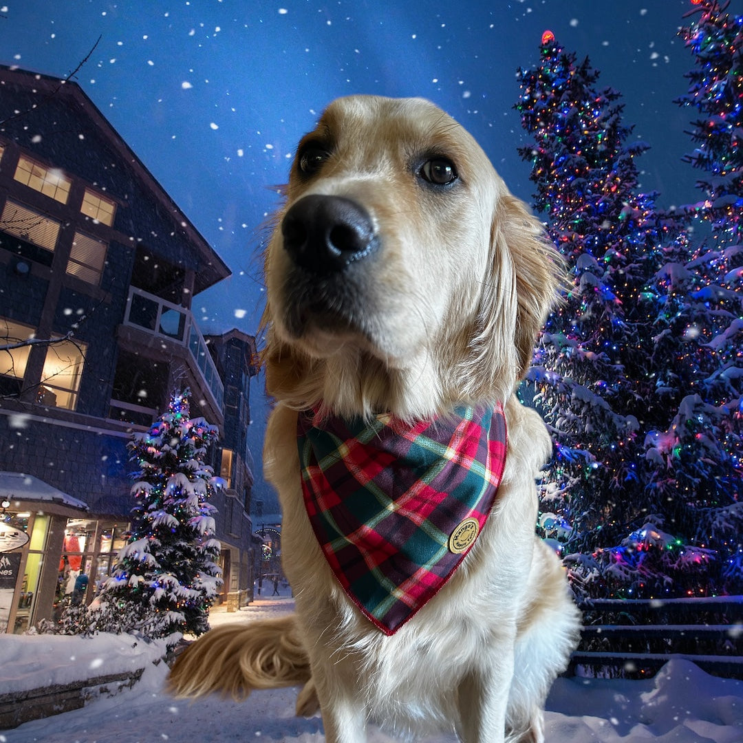 Paw-liday Present Over The Collar Dog Bandana